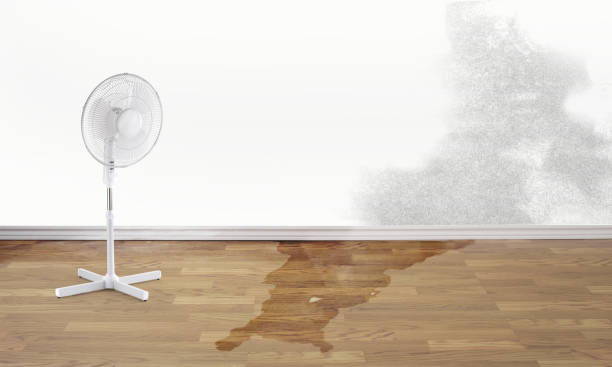 Best Local water damage restoration  in Dewitt, MI