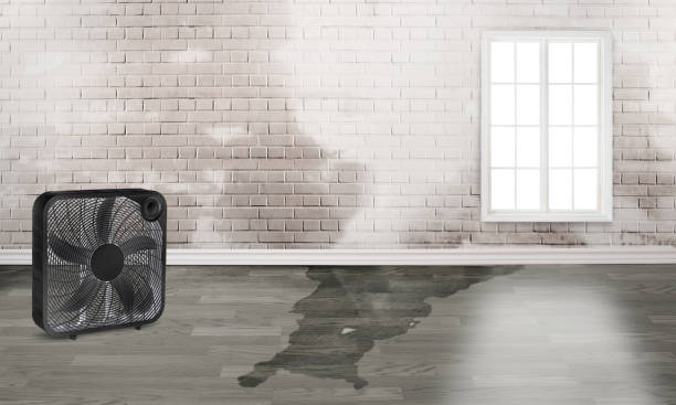 Best Mold removal after water damage  in Dewitt, MI