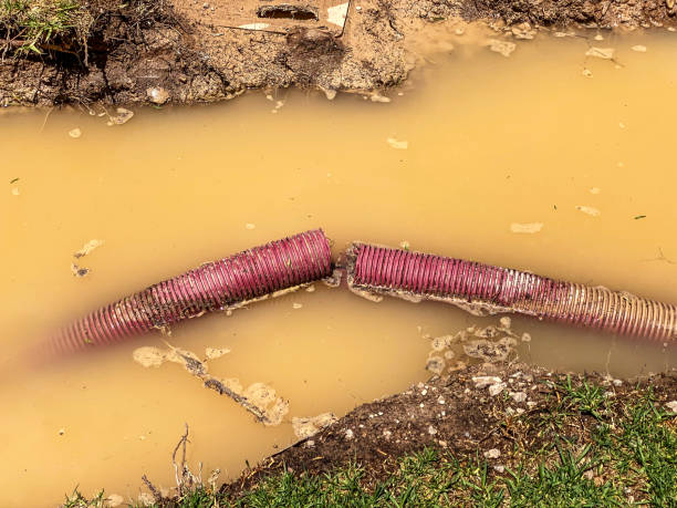 Best Carpet water damage restoration  in Dewitt, MI